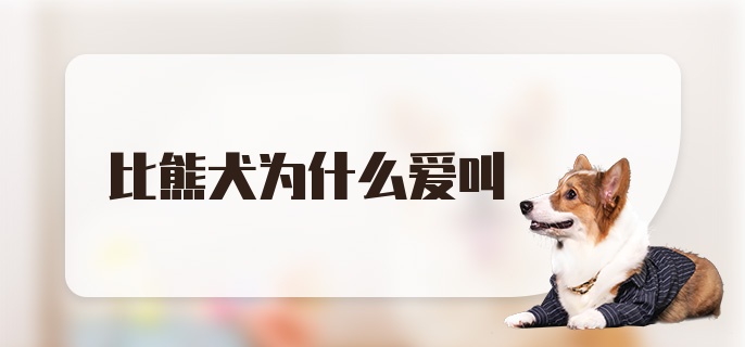 比熊犬为什么爱叫