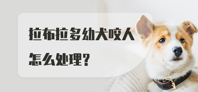 拉布拉多幼犬咬人怎么处理？