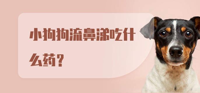 小狗狗流鼻涕吃什么药？