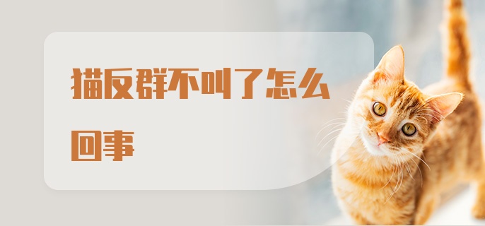 猫反群不叫了怎么回事