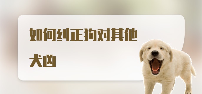 如何纠正狗对其他犬凶