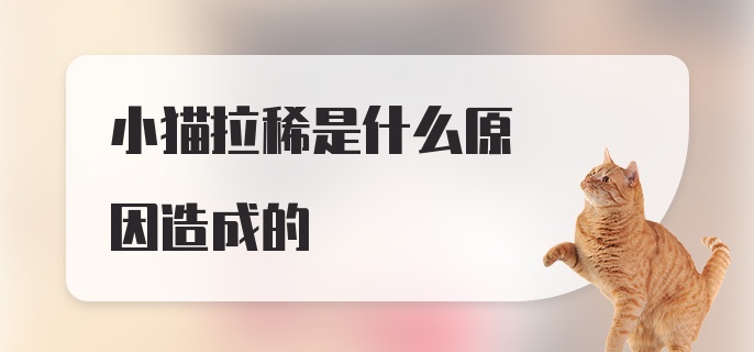 小猫拉稀是什么原因造成的