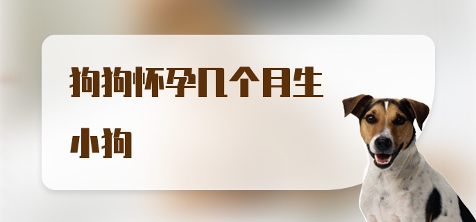 狗狗怀孕几个月生小狗