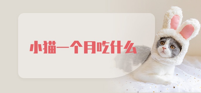 小猫一个月吃什么