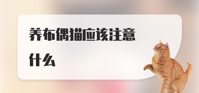 养布偶猫应该注意什么