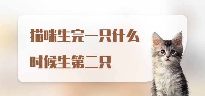 猫咪生完一只什么时候生第二只