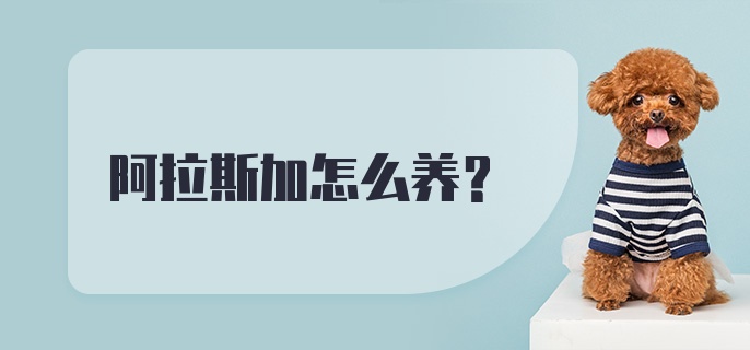 阿拉斯加怎么养？