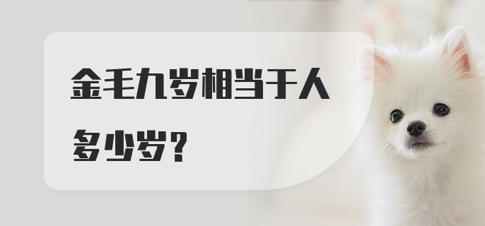 金毛九岁相当于人多少岁？