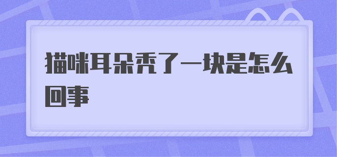 猫咪耳朵秃了一块是怎么回事