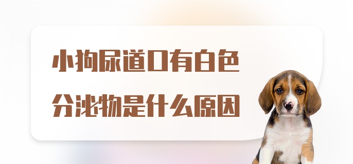 小狗尿道口有白色分泌物是什么原因