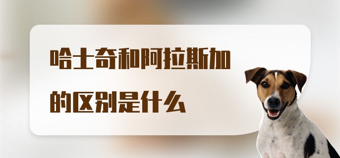 哈士奇和阿拉斯加的区别是什么