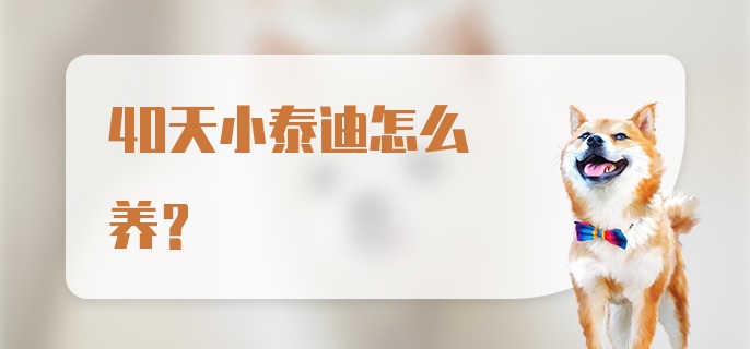 40天小泰迪怎么养?