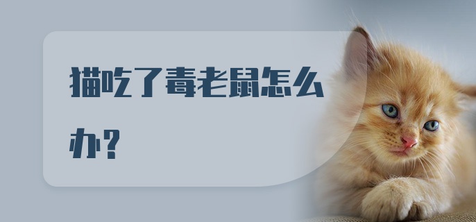 猫吃了毒老鼠怎么办？