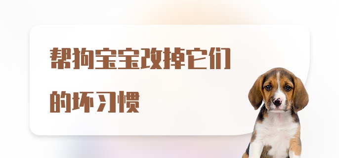 帮狗宝宝改掉它们的坏习惯