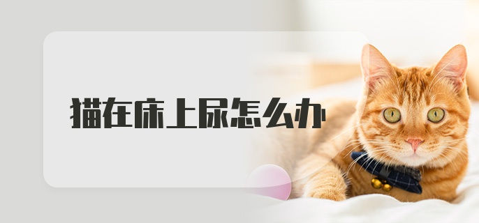 猫在床上尿怎么办