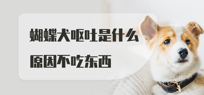 蝴蝶犬呕吐是什么原因不吃东西