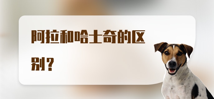 阿拉和哈士奇的区别？