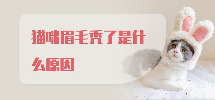 猫咪眉毛秃了是什么原因