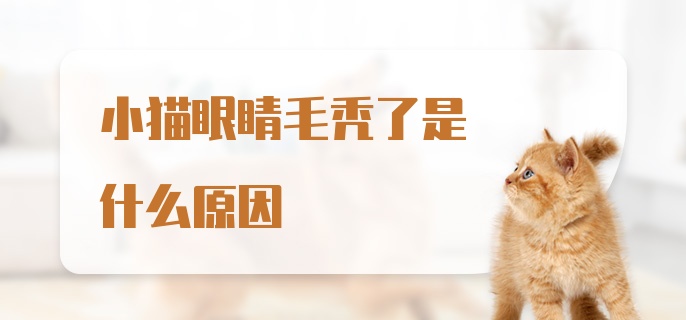 小猫眼睛毛秃了是什么原因