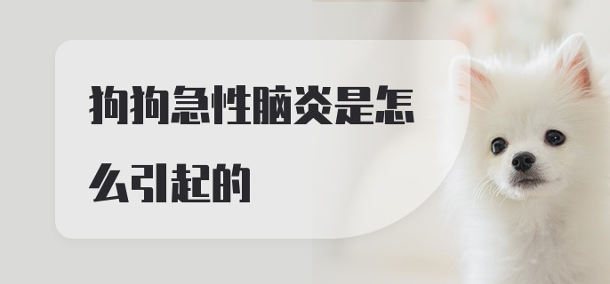 狗狗急性脑炎是怎么引起的