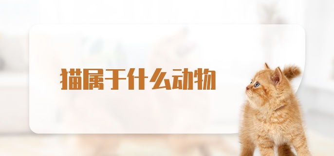 猫属于什么动物