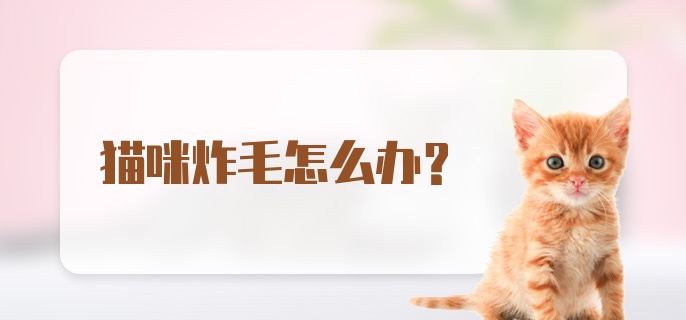 猫咪炸毛怎么办？