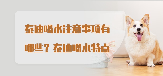 泰迪喝水注意事项有哪些？泰迪喝水特点