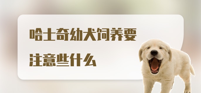 哈士奇幼犬饲养要注意些什么