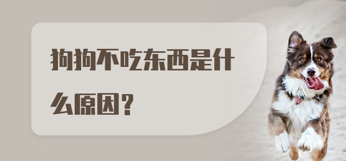 狗狗不吃东西是什么原因？