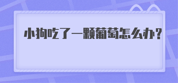 小狗吃了一颗葡萄怎么办?