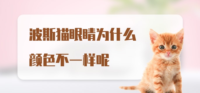 波斯猫眼睛为什么颜色不一样呢