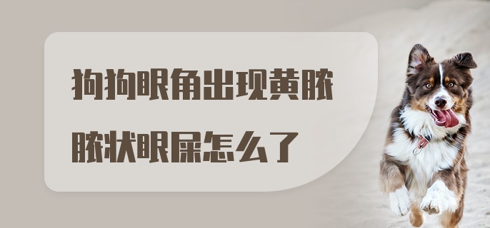 狗狗眼角出现黄脓脓状眼屎怎么了