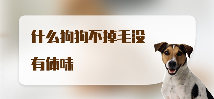 什么狗狗不掉毛没有体味