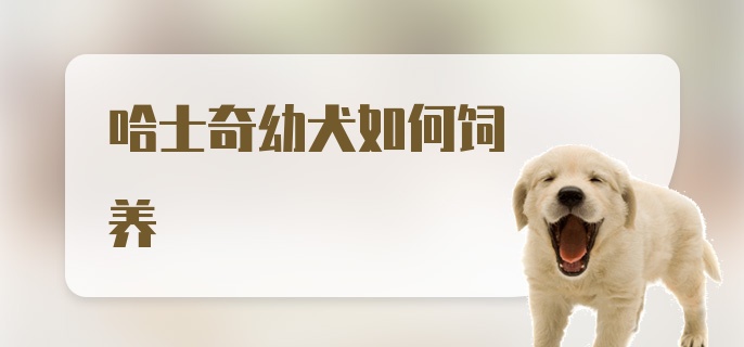 哈士奇幼犬如何饲养