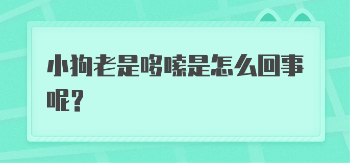 小狗老是哆嗦是怎么回事呢？