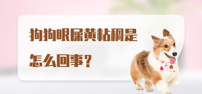 狗狗眼屎黄粘稠是怎么回事？