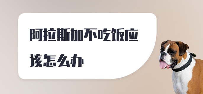 阿拉斯加不吃饭应该怎么办