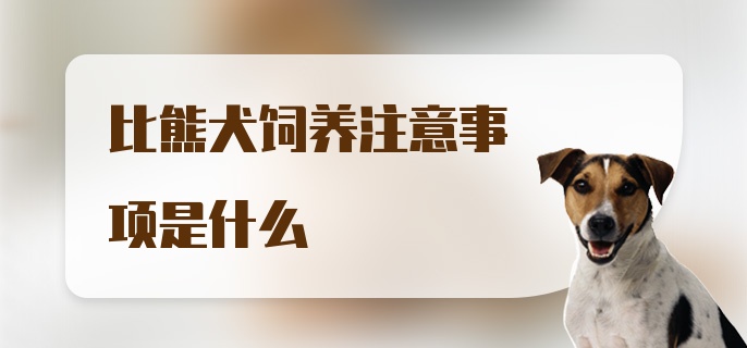 比熊犬饲养注意事项是什么