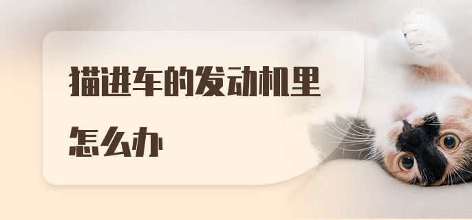 猫进车的发动机里怎么办