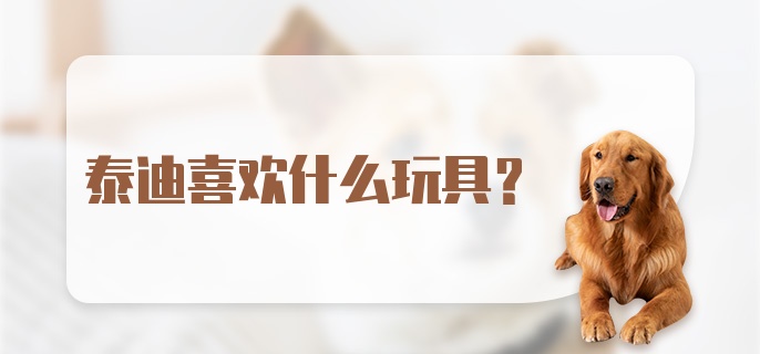 泰迪喜欢什么玩具？