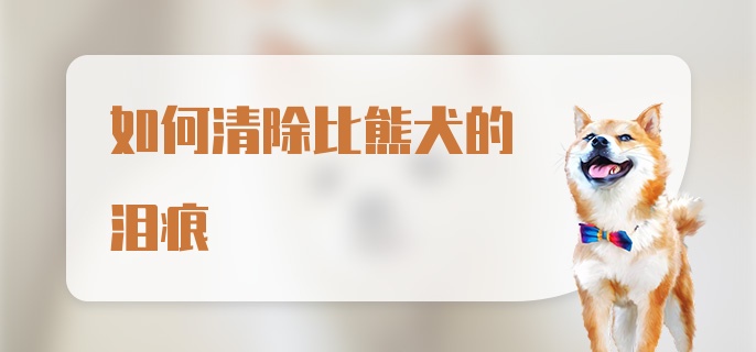 如何清除比熊犬的泪痕