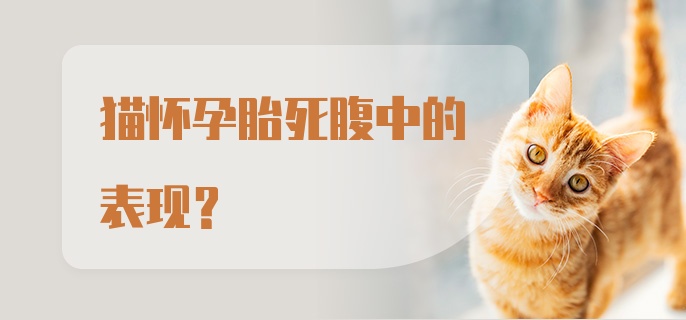 猫怀孕胎死腹中的表现？