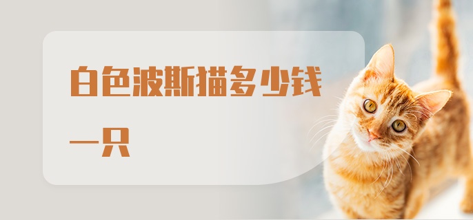 白色波斯猫多少钱一只