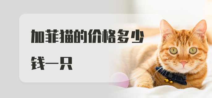 加菲猫的价格多少钱一只