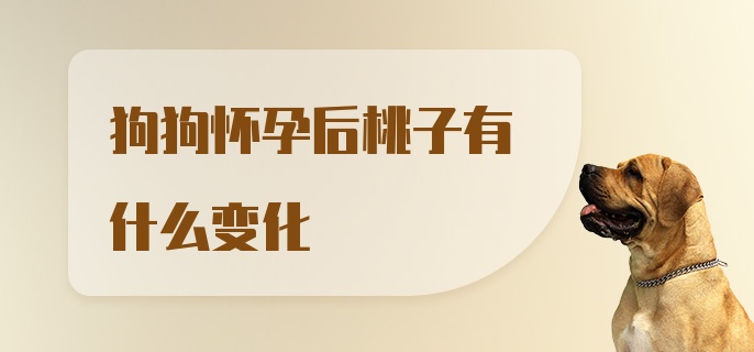 狗狗怀孕后桃子有什么变化