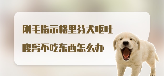 刚毛指示格里芬犬呕吐腹泻不吃东西怎么办