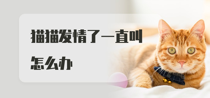 猫猫发情了一直叫怎么办