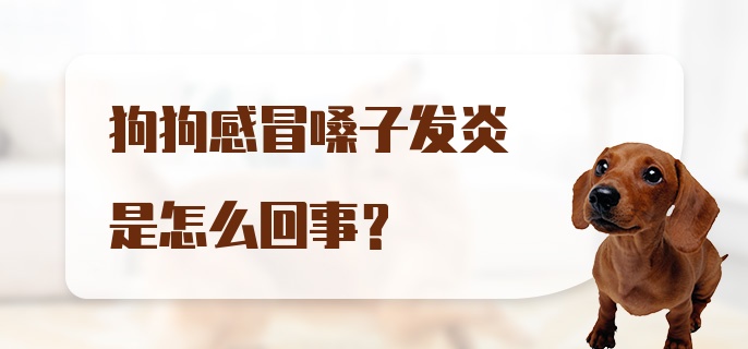 狗狗感冒嗓子发炎是怎么回事？