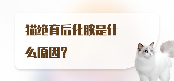 猫绝育后化脓是什么原因？