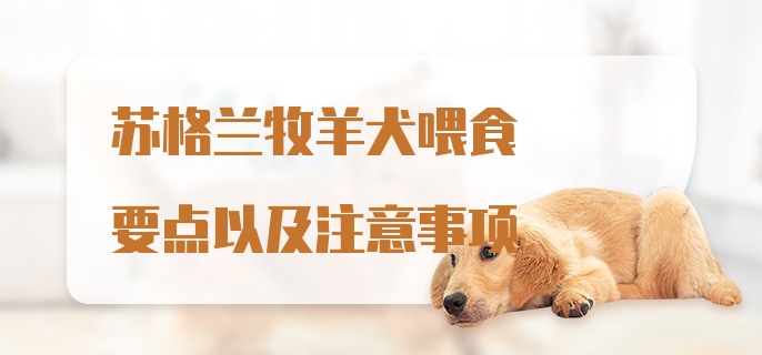 苏格兰牧羊犬喂食要点以及注意事项